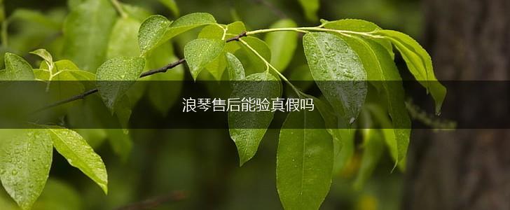 浪琴售后能验真假吗,第1张