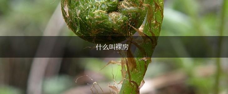 什么叫裸房,第1张