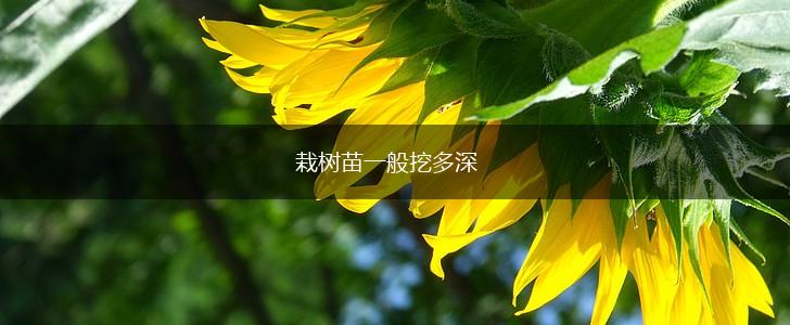 栽树苗一般挖多深,第1张