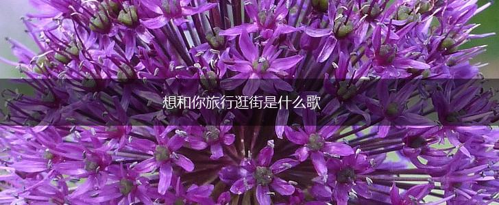 想和你旅行逛街是什么歌,第1张