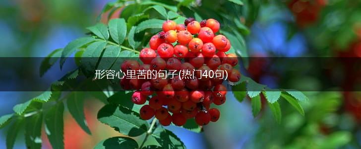形容心里苦的句子(热门40句),第1张