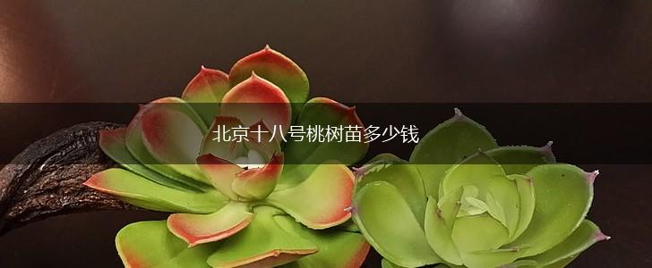 北京十八号桃树苗多少钱,第1张