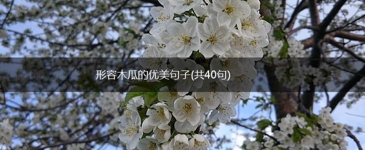 形容木瓜的优美句子(共40句),第1张
