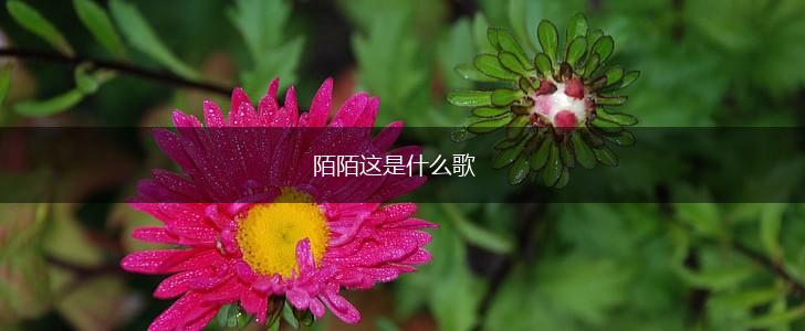 陌陌这是什么歌,第1张