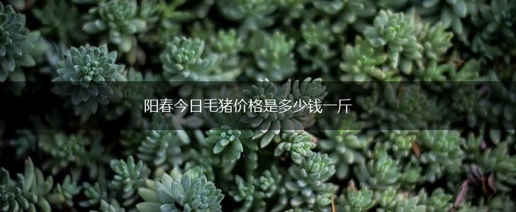 阳春今日毛猪价格是多少钱一斤,第1张