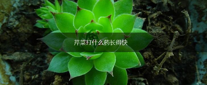 芹菜打什么药长得快,第1张