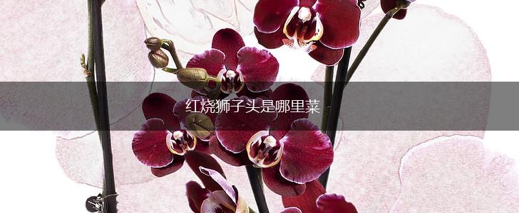 红烧狮子头是哪里菜,第1张