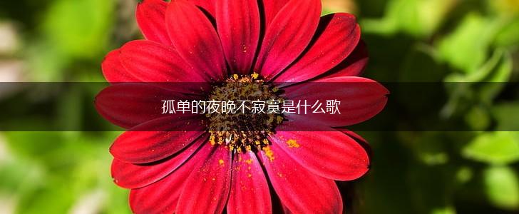 孤单的夜晚不寂寞是什么歌,第1张