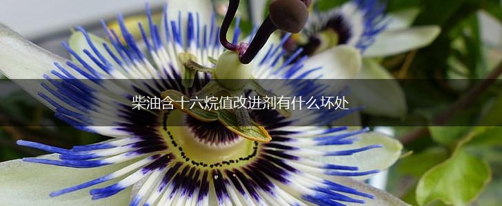 柴油含十六烷值改进剂有什么坏处,第1张