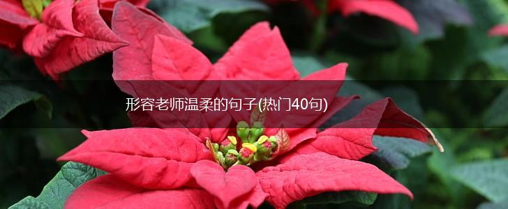 形容老师温柔的句子(热门40句),第1张