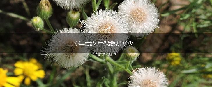 今年武汉社保缴费多少,第1张