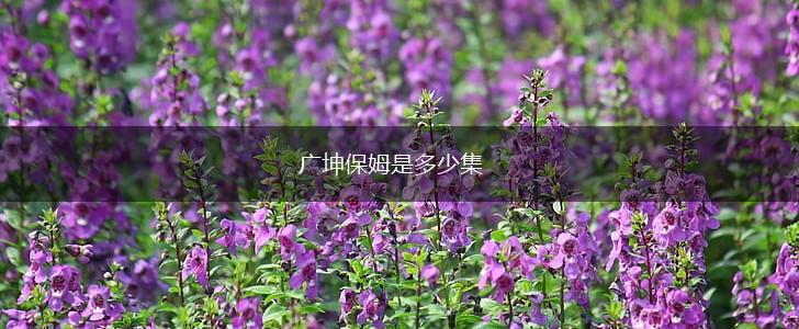广坤保姆是多少集,第1张