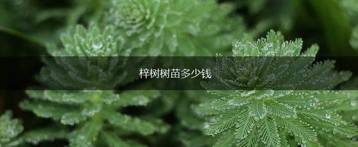 梓树树苗多少钱,第1张