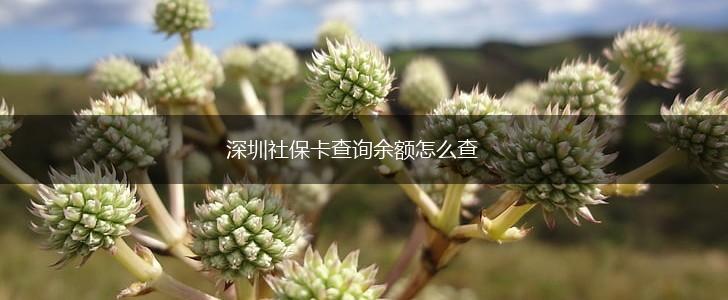 深圳社保卡查询余额怎么查,第1张