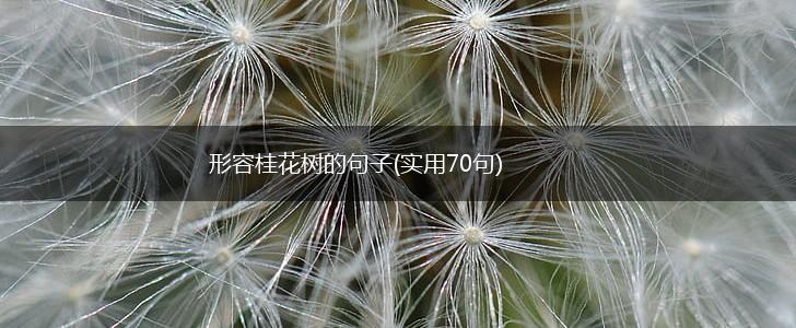 形容桂花树的句子(实用70句),第1张