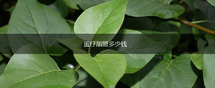 蛋仔加盟多少钱,第1张