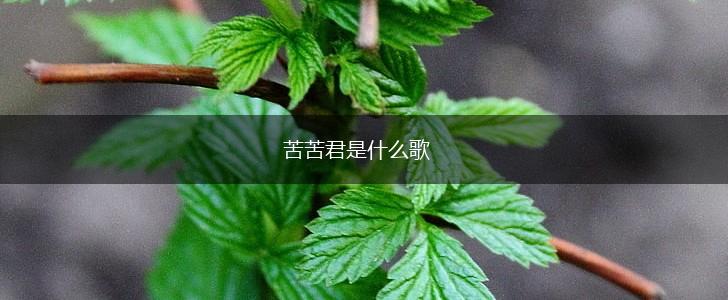 苦苦君是什么歌,第1张