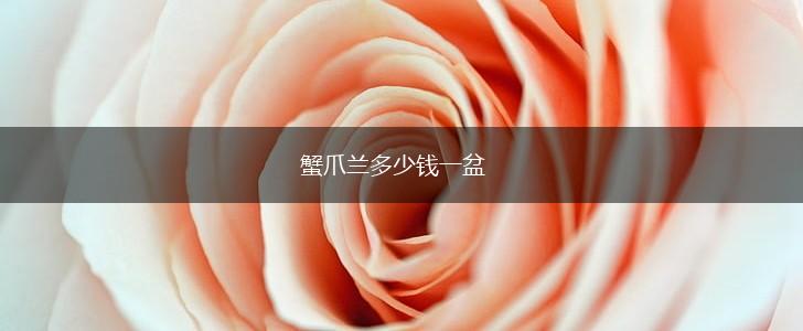 蟹爪兰多少钱一盆,第1张