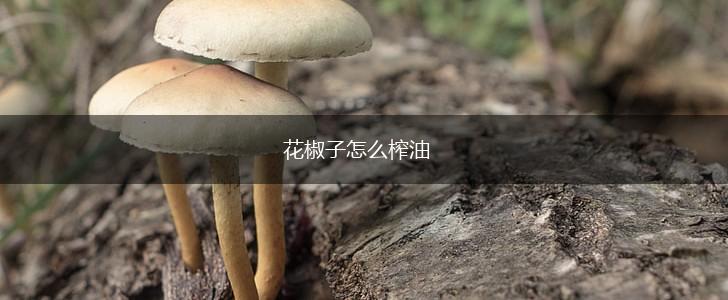 花椒子怎么榨油,第1张