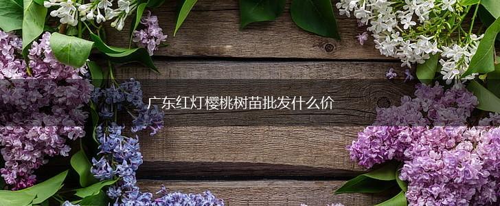 广东红灯樱桃树苗批发什么价,第1张