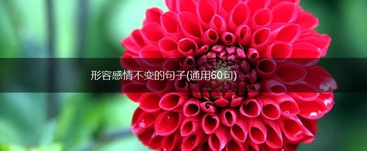 形容感情不变的句子(通用60句),第1张