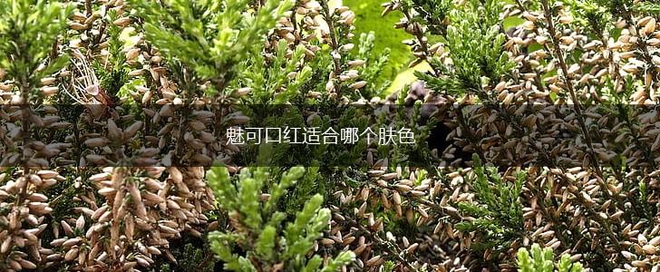 魅可口红适合哪个肤色,第1张