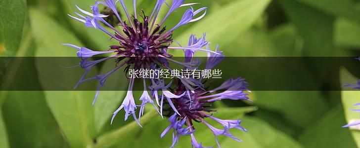 张继的经典诗有哪些,第1张