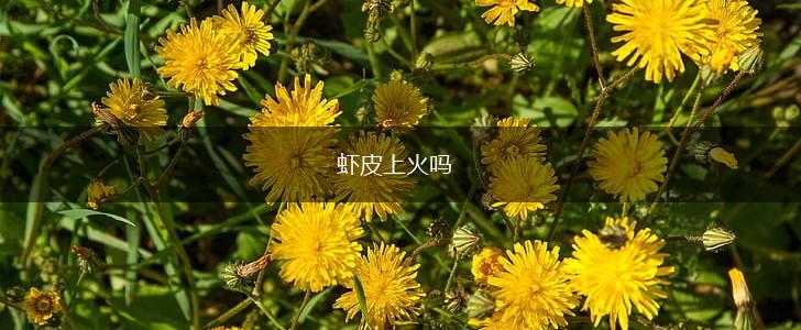 虾皮上火吗,第1张