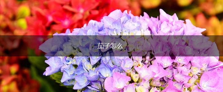 茄子怎么,第1张