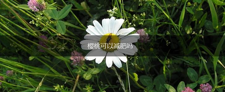 樱桃可以减肥吗,第1张