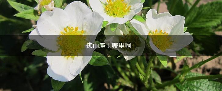 佛山属于哪里啊,第1张