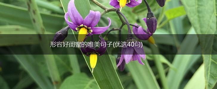 形容好闺蜜的唯美句子(优选40句),第1张