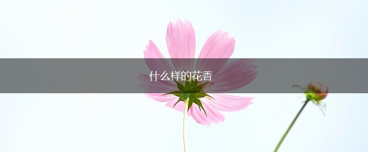 什么样的花香,第1张