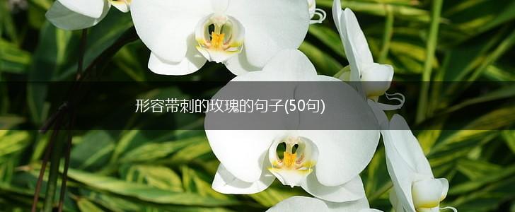 形容带刺的玫瑰的句子(50句),第1张