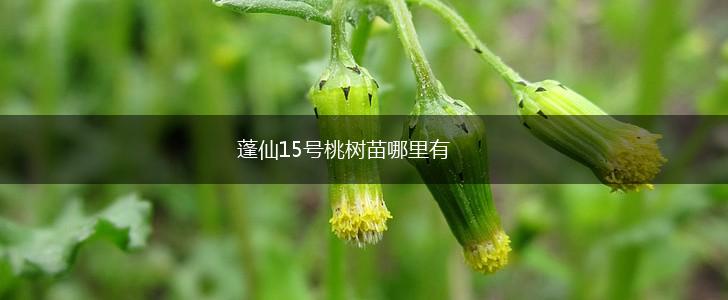 蓬仙15号桃树苗哪里有,第1张