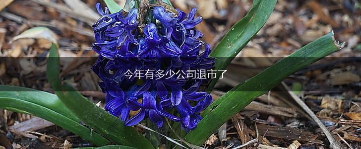 今年有多少公司退市了,第1张
