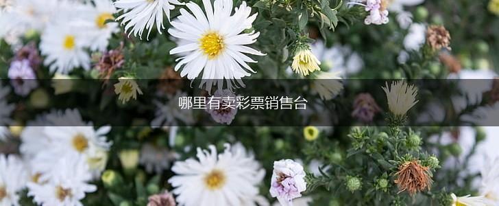 哪里有卖彩票销售台,第1张