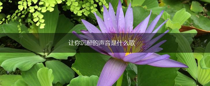 让你沉醉的声音是什么歌,第1张