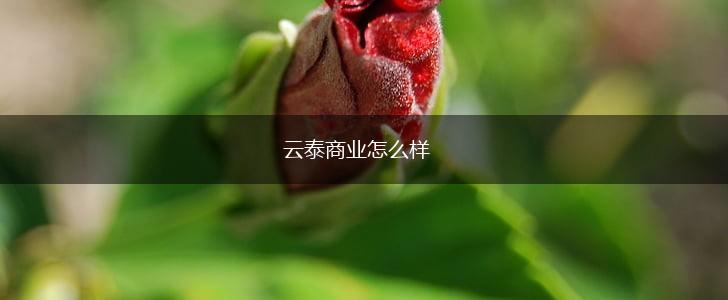 云泰商业怎么样,第1张