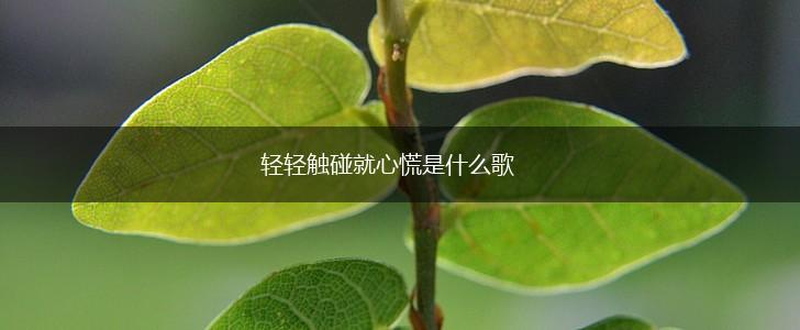 轻轻触碰就心慌是什么歌,第1张