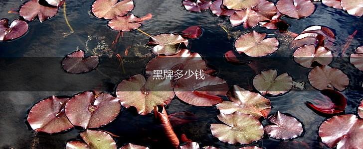 黑牌多少钱,第1张