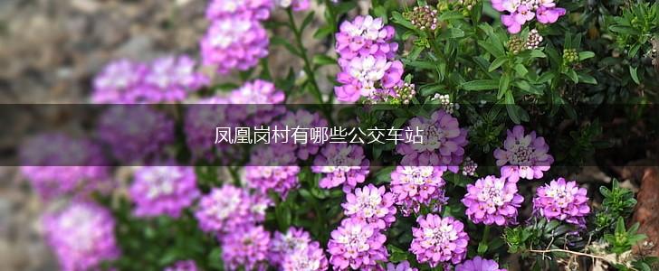 凤凰岗村有哪些公交车站,第1张