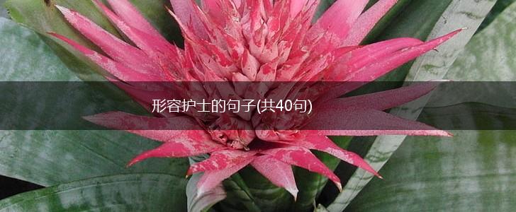 形容护士的句子(共40句),第1张