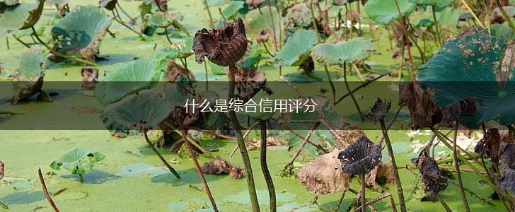 什么是综合信用评分,第1张
