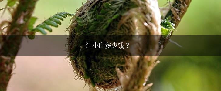 江小白多少钱？,第1张