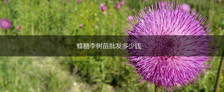 蜂糖李树苗批发多少钱,第1张
