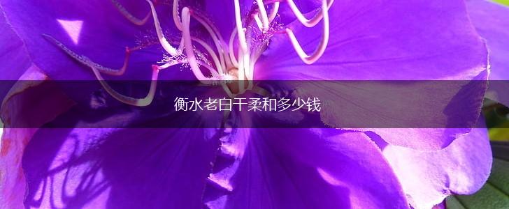 衡水老白干柔和多少钱,第1张