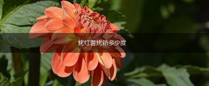 烤红薯烤箱多少度,第1张
