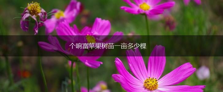 个响富苹果树苗一亩多少棵,第1张