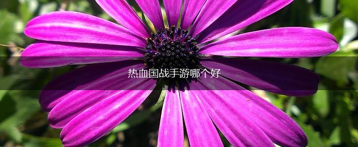 热血国战手游哪个好,第1张